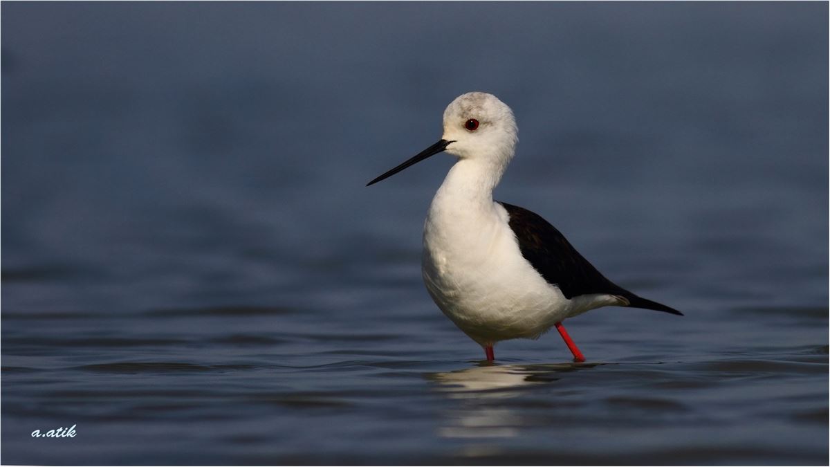 Black-winged Stilt