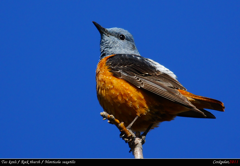 Common Rock Thrush