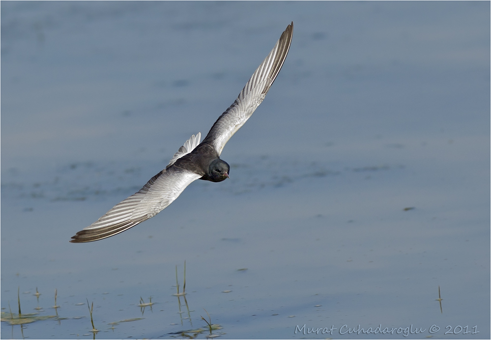 White-winged Tern