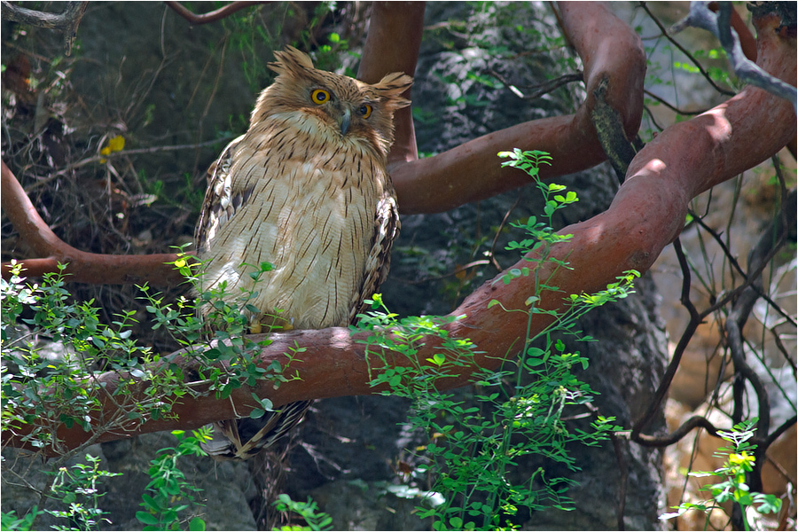 Brown Fish Owl
