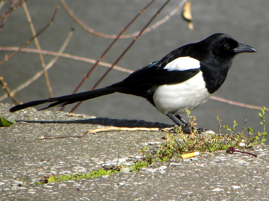 Eurasian Magpie