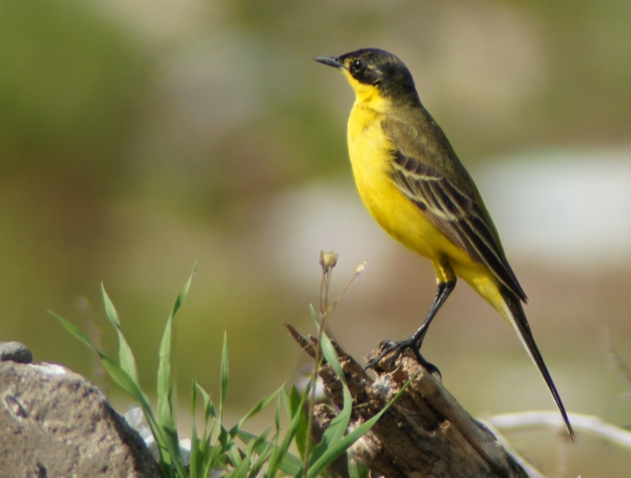 Western Yellow Wagtail