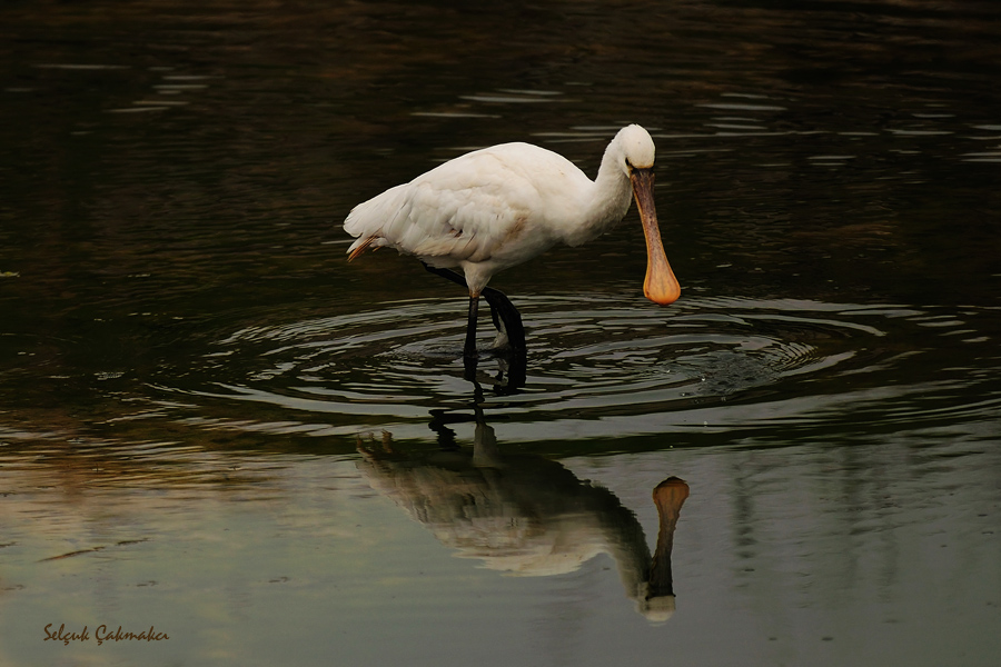 Eurasian Spoonbill