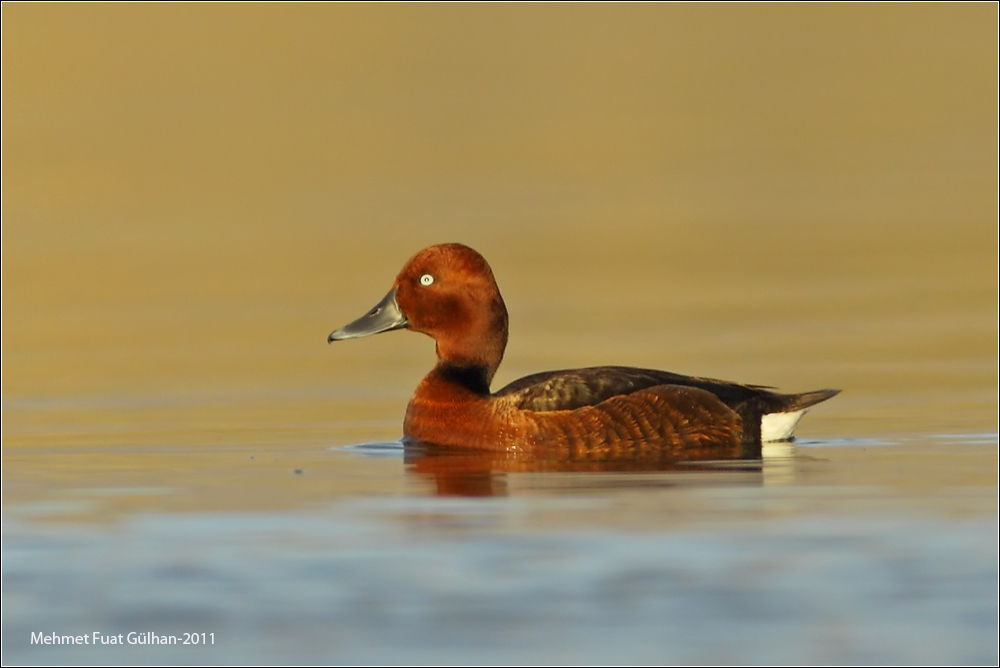 Ferruginous Duck