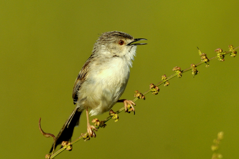 Delicate prinia