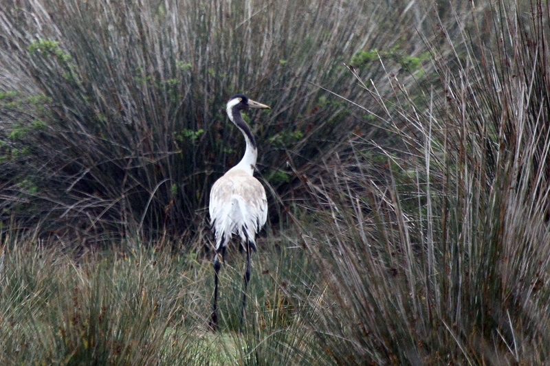 Common Crane