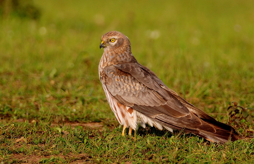 Montagu`s Harrier