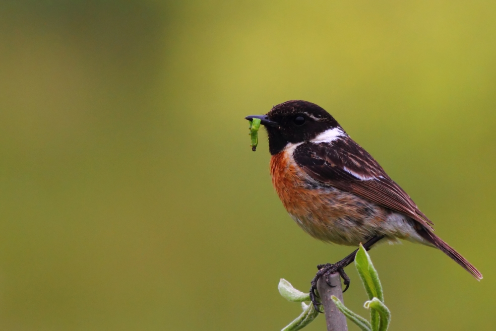 European Stonechat