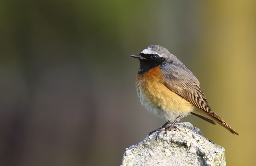 Common Redstart