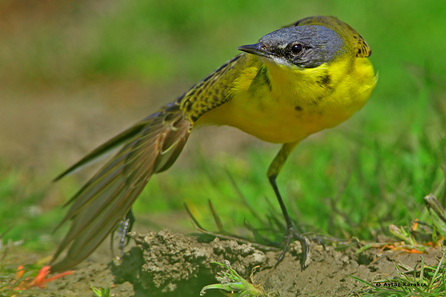 Sarı Kuyruksallayan