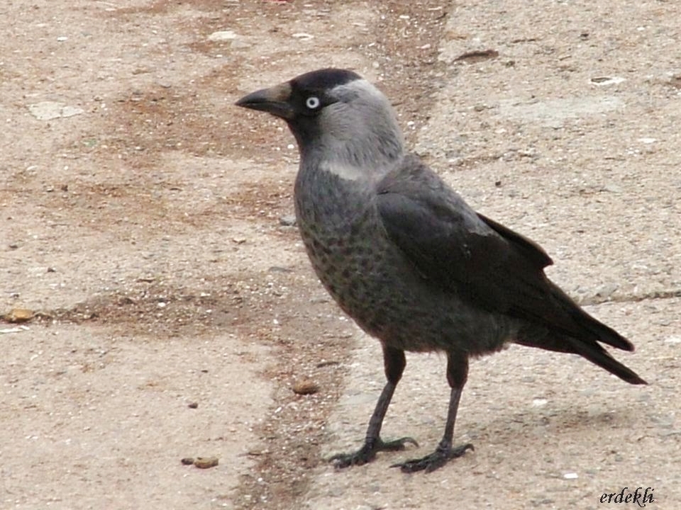 Küçük Karga