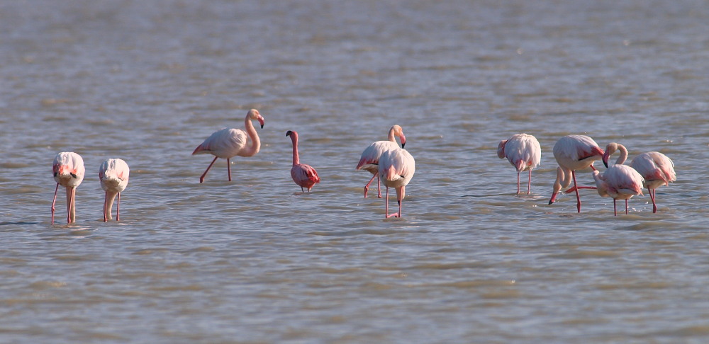 Lesser Flamingo