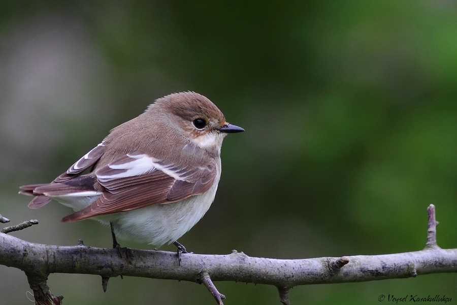 Kara Sinekkapan