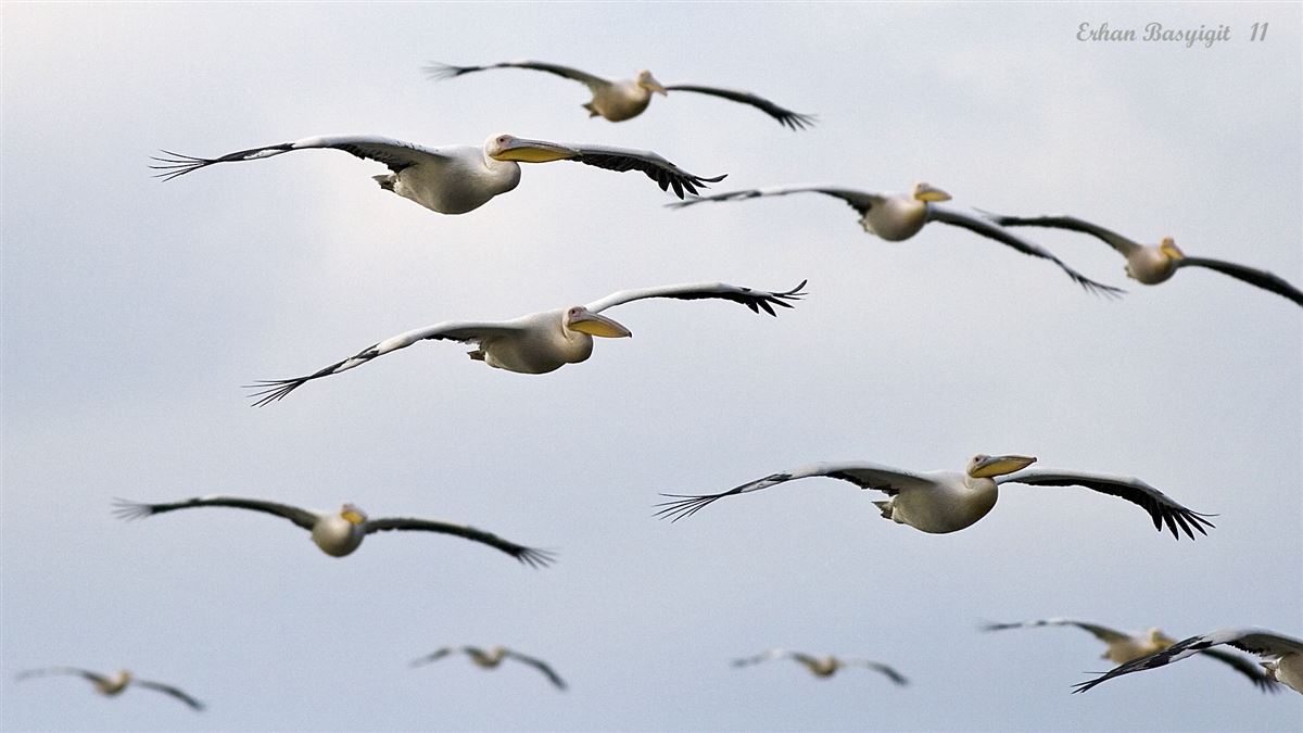 Ak Pelikan