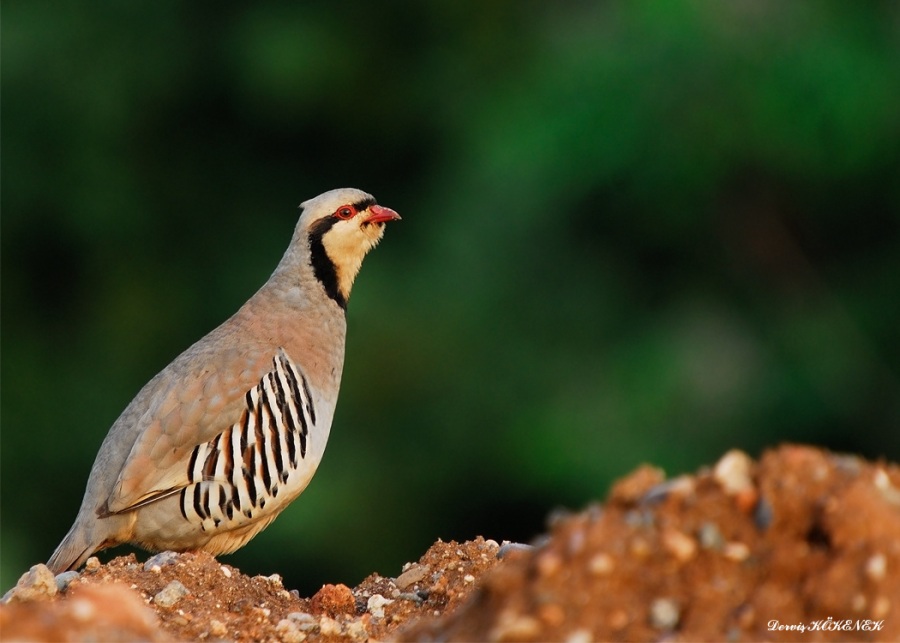 Kınalı Keklik