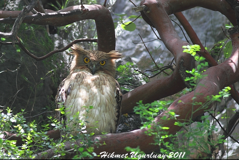 Brown Fish Owl