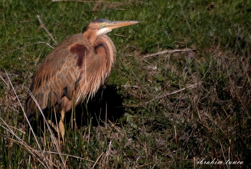 Purple Heron