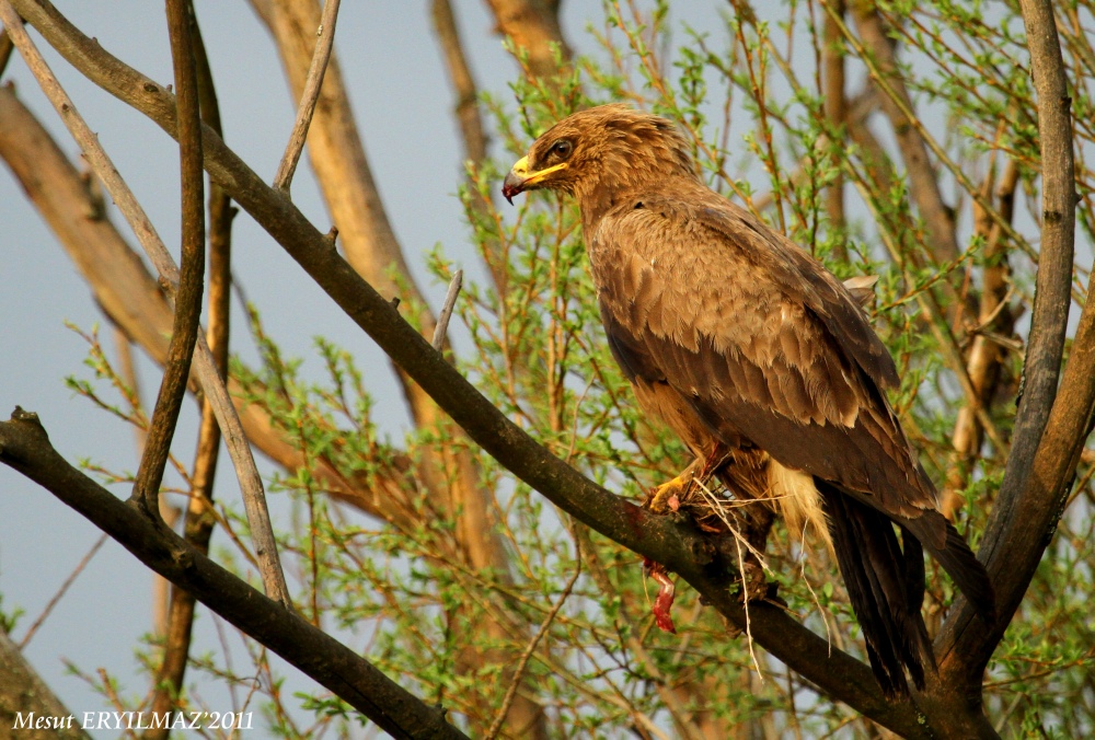 Lesser Spotted Eagle