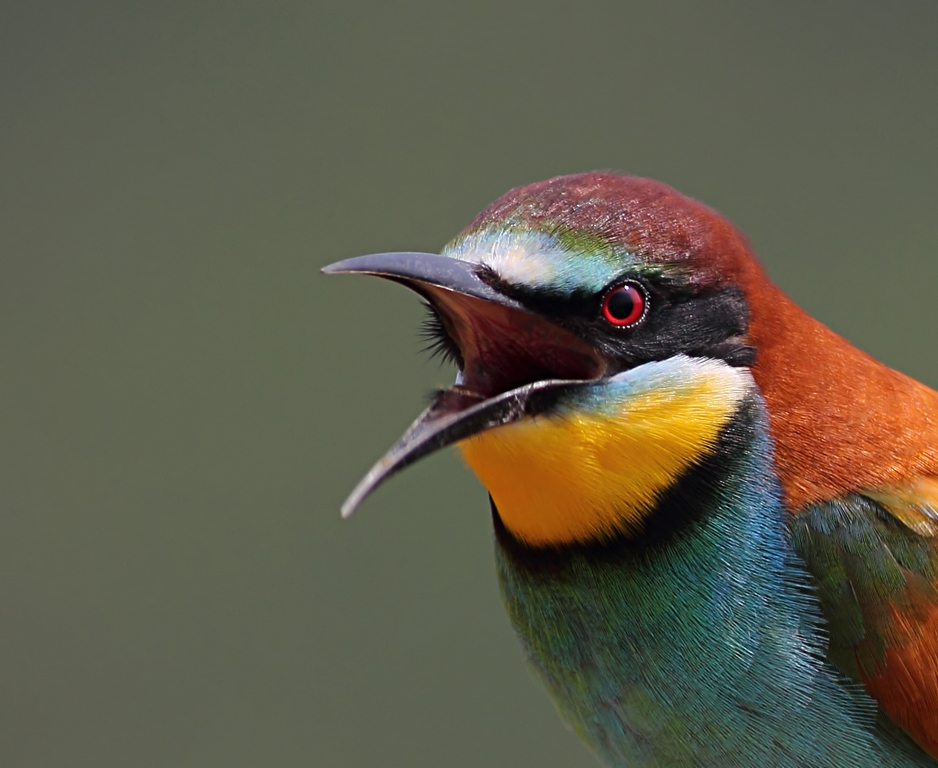 European Bee-eater
