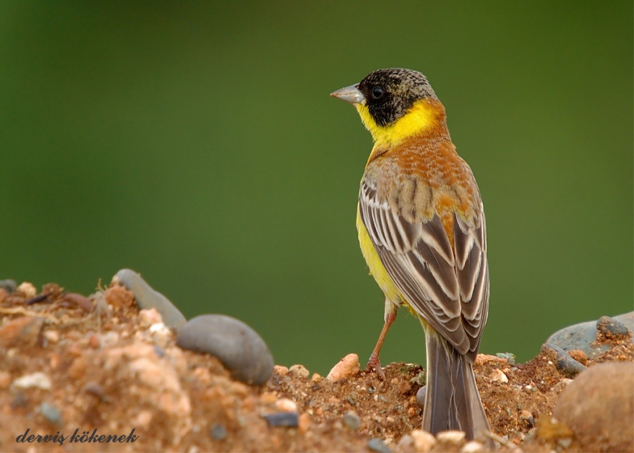 Black-headed Bunting