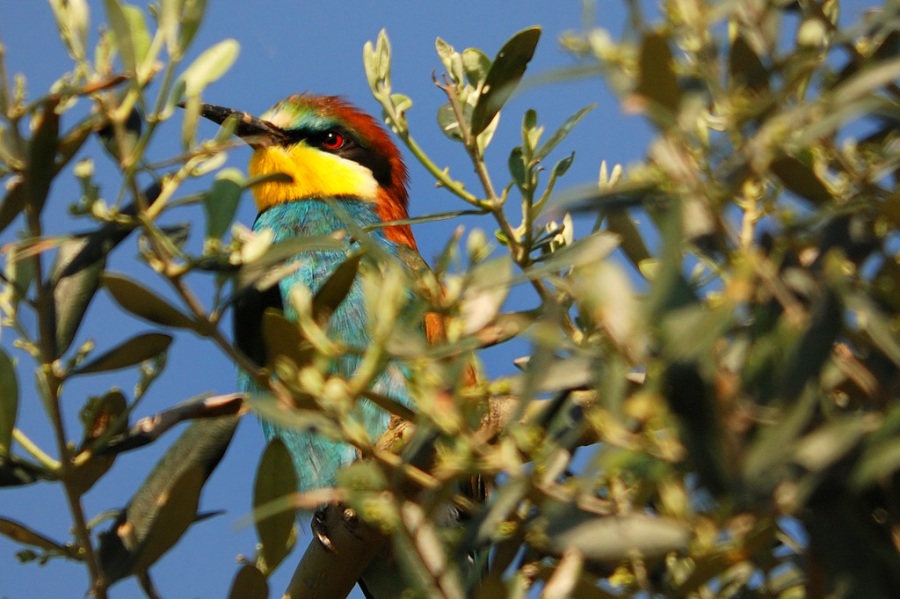 European Bee-eater