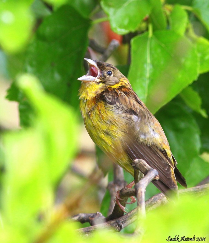 Black-headed Bunting