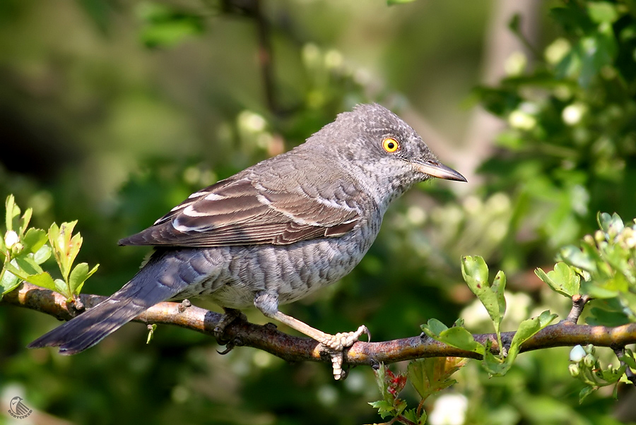 Barred Warbler