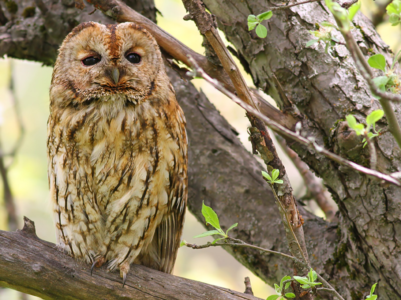 Tawny Owl