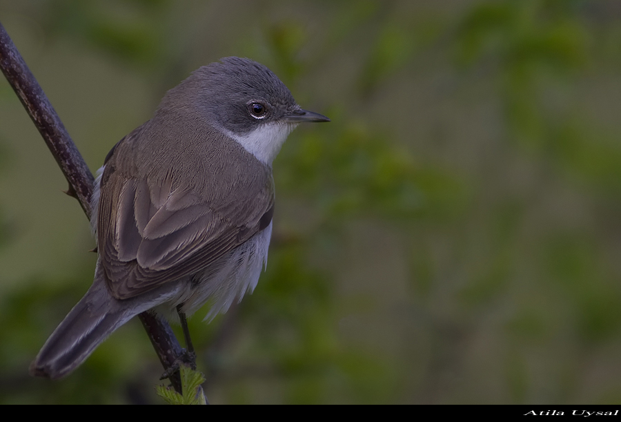 Lesser Whitethroat