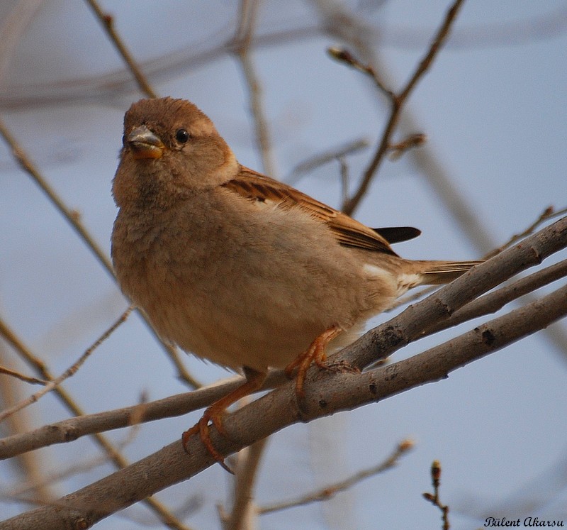 House Sparrow