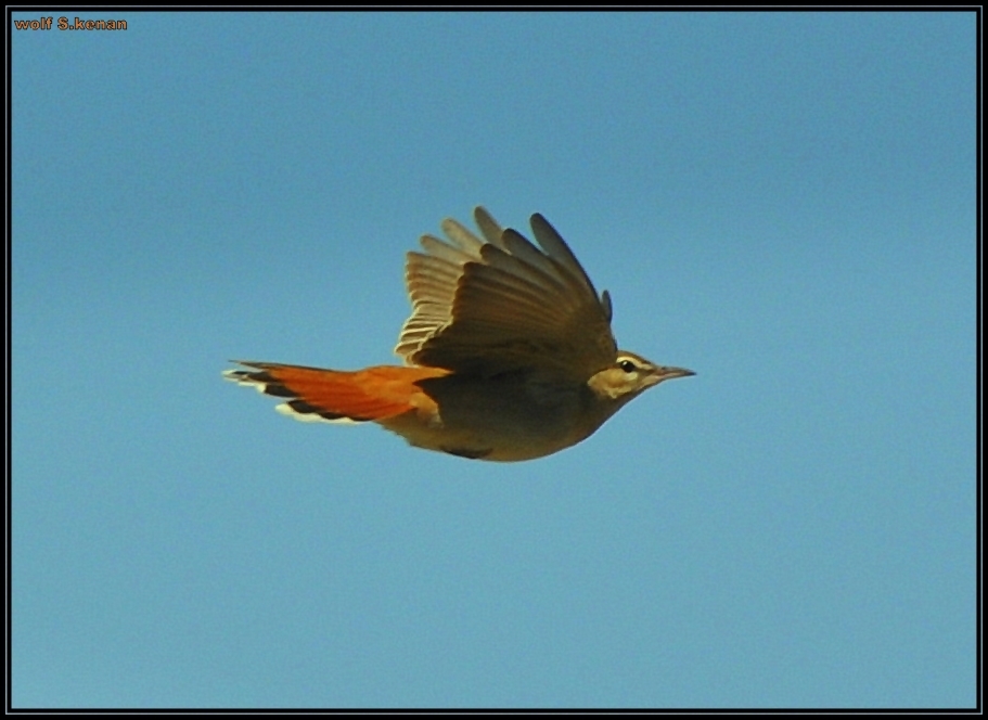 Rufous-tailed Scrub Robin