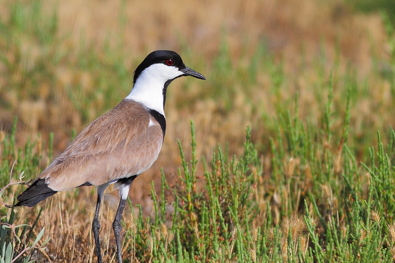 Spur-winged Lapwing