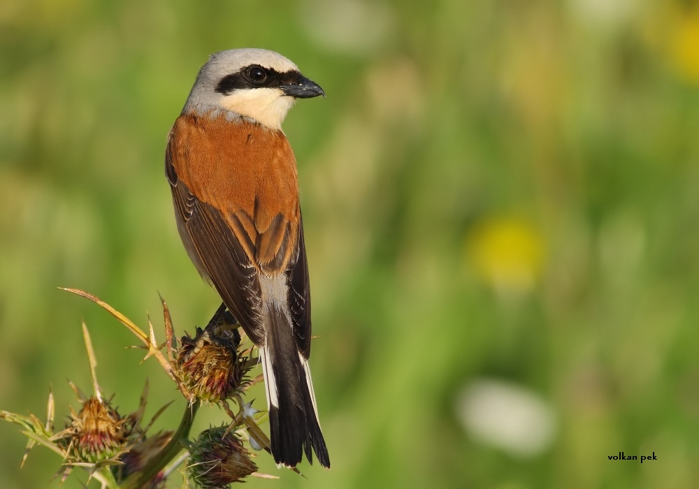 Red-backed Shrike