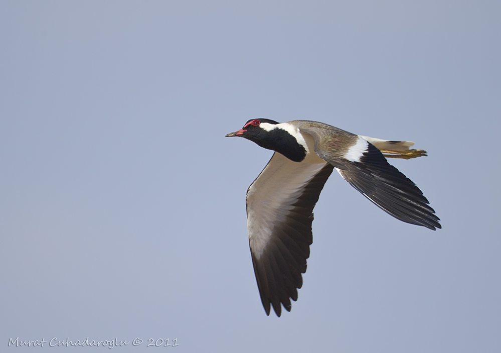 Red-wattled Lapwing