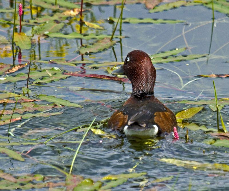 Ferruginous Duck
