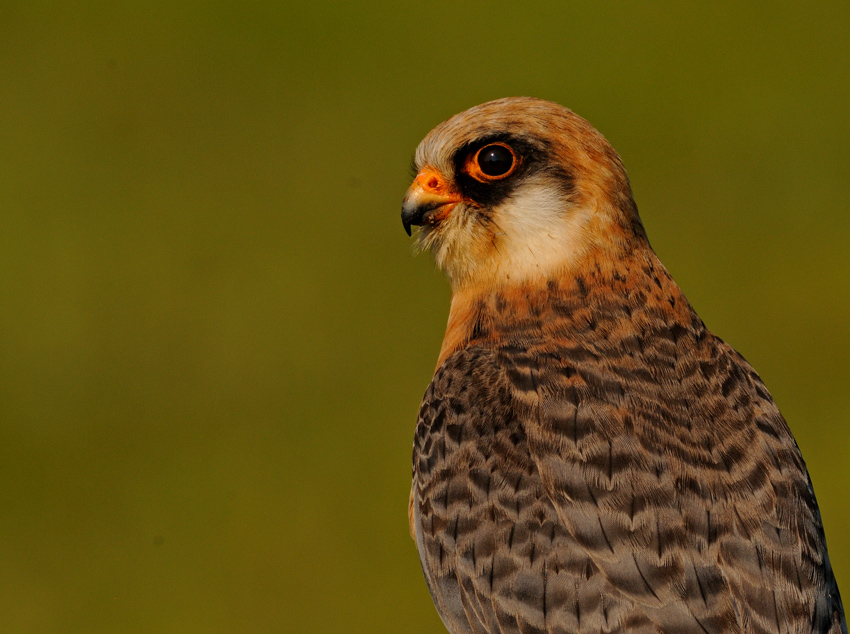 Red-footed Falcon