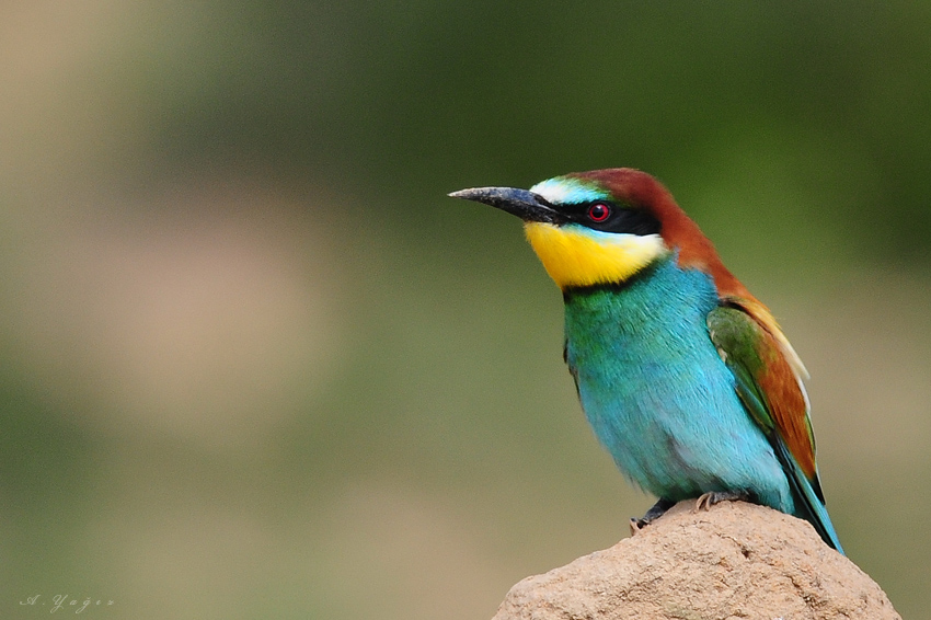 European Bee-eater