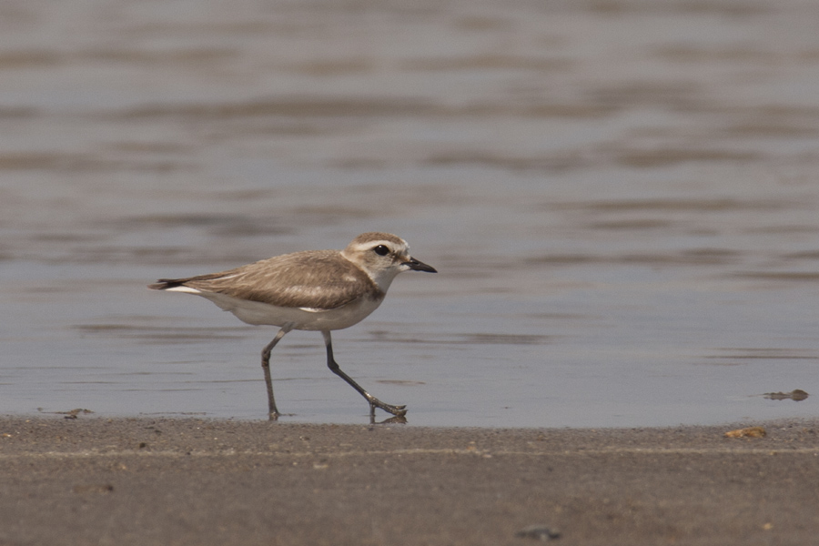 Kentish Plover