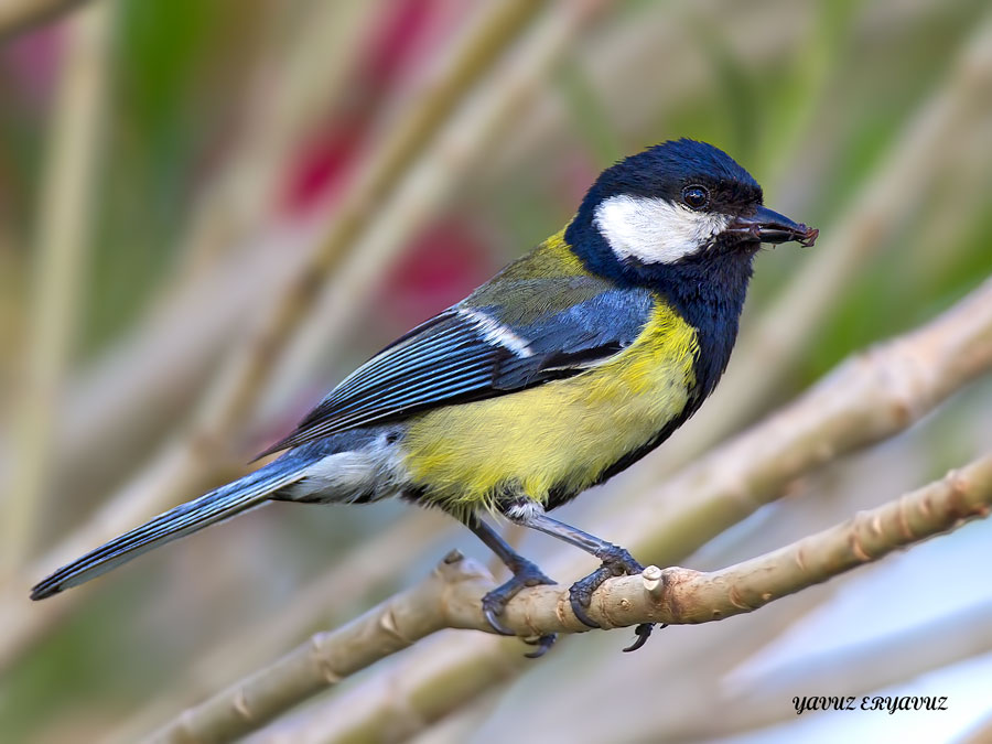 Great Tit