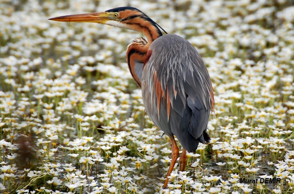 Purple Heron