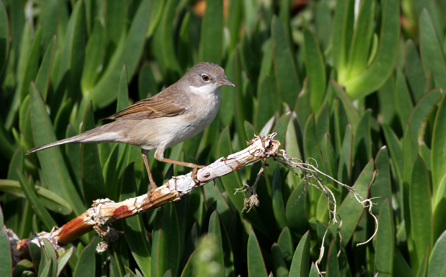 Common Whitethroat