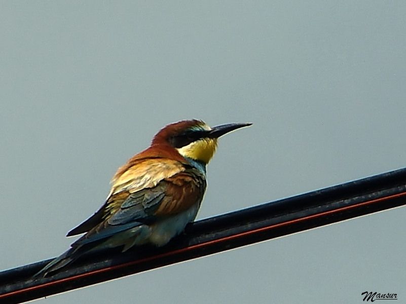 European Bee-eater