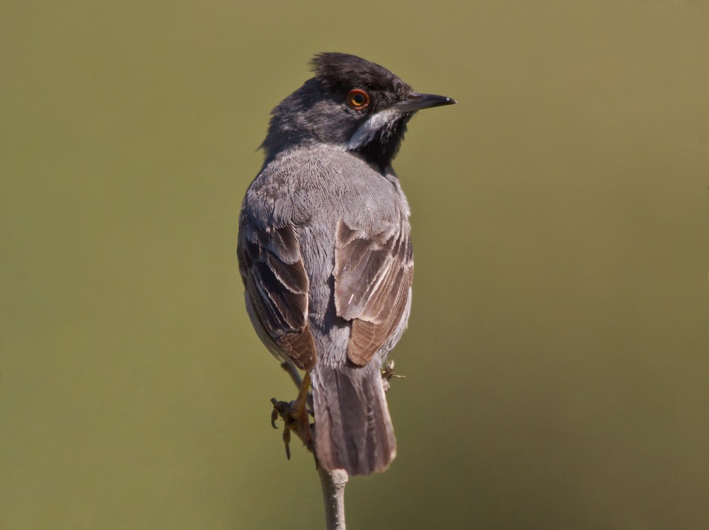 Rüppell`s Warbler
