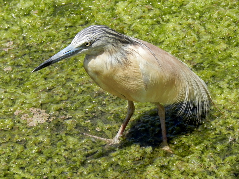 Squacco Heron