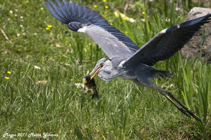 Grey Heron
