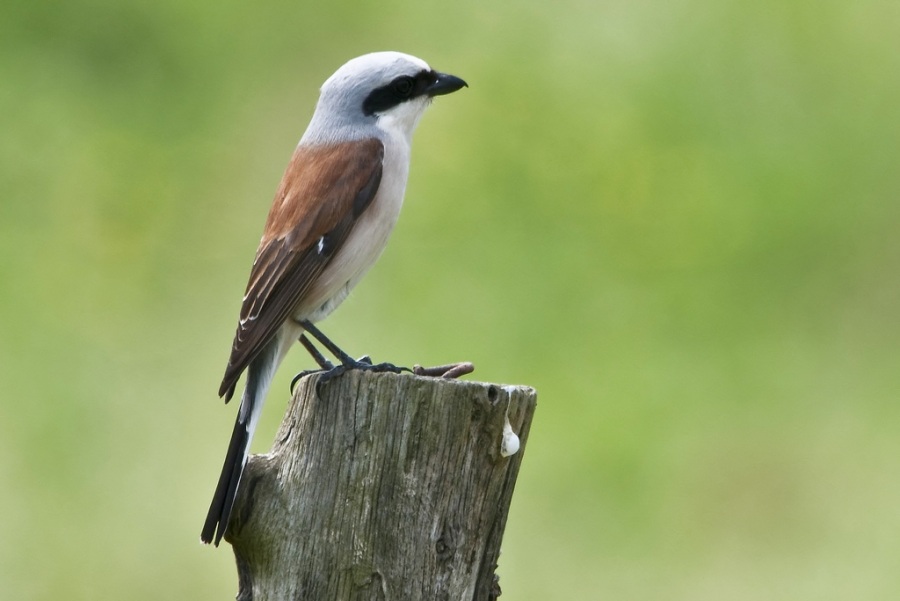 Red-backed Shrike