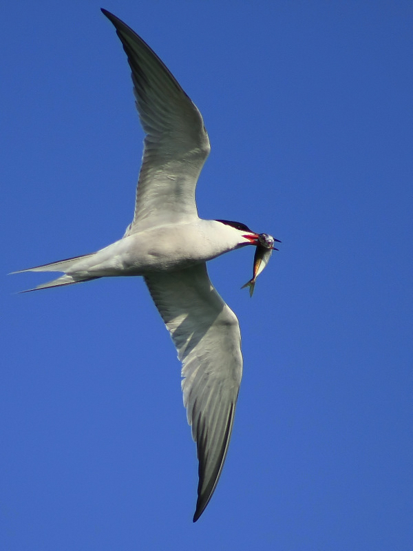 Common Tern