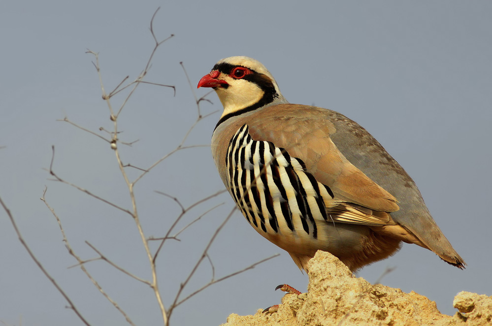 Chukar Partridge
