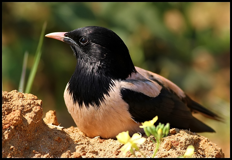 Rosy Starling