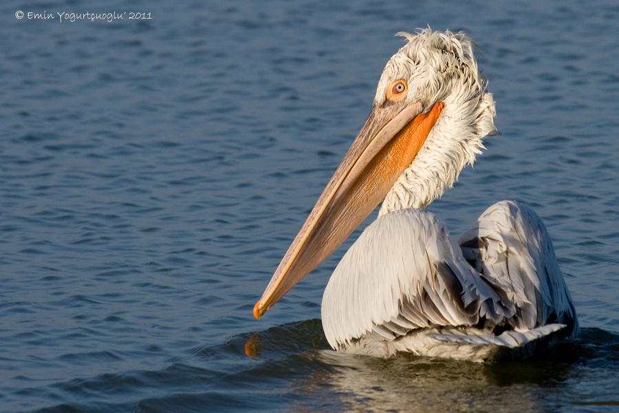 Dalmatian Pelican